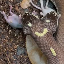 Перевод слова snake, американское и британское произношение, транскрипция, словосочетания, однокоренные слова, примеры использования. Two Headed Snake Swallows Two Mice Together In Chilling Video