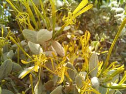 Image result for Actinanthella