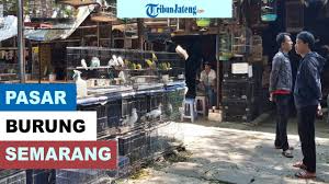 Museum ranggawarsita yang ada di semarang sendiri diresmikan pada tanggal 5 juli 1989 oleh menteri pendidikan dan kebudayan pada masa itu. Pasar Burung Karimata Semarang Ada Juga Satwa Peliharaan Lain Youtube