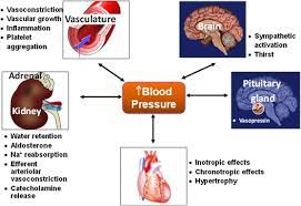 Blood Pressure Regulation And Pathology Sciencedirect