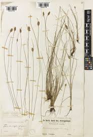 Image result for Tristachya