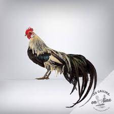 Huevos Fertiles De Gallina Fenix Desde 1 70 Tu Gallina Online