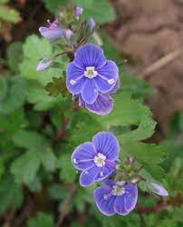 Germander Speedwell Veronica Chamaedrys Wild Flower Violet Flower Flowers Purple Flowers