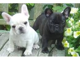 Puppies will be dna tested to confirm parentage. Gift French Bulldog Puppies For Adoption Animals Oregon City Oregon Announcement 22519