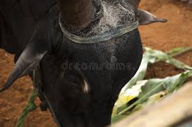 63 jallikattu photos free royalty free stock photos from dreamstime 63 jallikattu photos free royalty