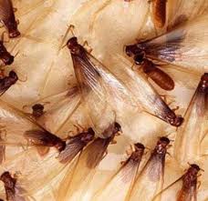 What S Eating Your Clothes Identify And Get Rid Of Bugs Termite Control Termites Termite Swarmers