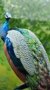 Pin By Mehmet Yildizli On Raptors Bird S Bats And Other Delights Raptors Bird Bird Birds