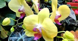 Therefore, whenever they see little changes in their babies they feel worried about it. Why Are My Phalaenopsis Orchid Leaves Turning Yellow