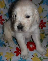 We did not find results for: Miniature Golden Retriever Puppy For Sale Adoption Rescue For Sale In Madisonville Tennessee Classified Americanlisted Com