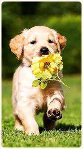 Hd Golden Retriever Wallpapers Pets Dogs For Android Apk Golden Retriever Puppy 4k Hd Wallpapers Backgrounds Animal Golden Ret Cute Animals Animals Baby Dogs