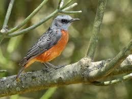 Image result for Morinda angolensis