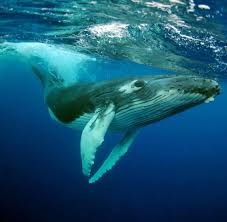 Ich kenne das whale watching von den azoren und hatte es mit island vergleichen wollen. Buckelwal In Der Themse Gesichtet Welt