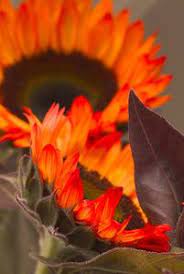 Orange Sunflowers Orange Sunflowers Sunflower Flower Red Sunflowers