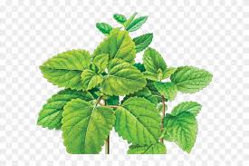 drawn mint png lemon balm leaves png transparent png 640x480 804055 pngfind drawn mint png lemon balm leaves png
