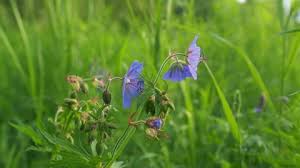 Image result for Geranium `Purple Haze`