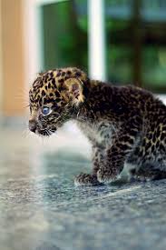Illustration of cheetah, leopard and jaguar. Baby Jaguar Cute Baby Animals Cute Animals Baby Jaguar