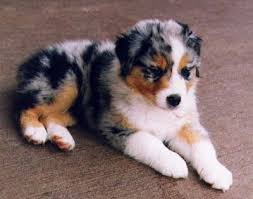 Black And Tan Australian Shepherd Puppies For Sale Australian Shepherd Medium Sized Dog Breeds Top Dog Directory Australian Shepherd Puppies Shepherd Puppies Baby Animals