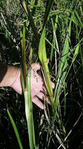 Image result for Scleria lacustris