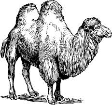 Camel clipart png black and white. Camel Clip Art Free Vector In Open Office Drawing Svg Svg Vector Illustration Graphic Art Design Format Format For Free Download 1 17mb