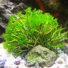 Image result for Macrotyloma ellipticum