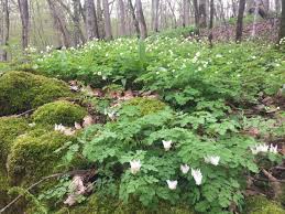 Image result for Aneilema petersii