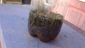Combine the water and dish soap into a bottle sprayer and shake well to mix without creating too many suds. Yellow Jacket Trap Youtube