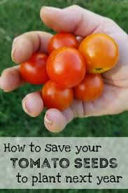 Sure, you can roast them for a tasty treat. How To Save Tomato Seeds From Your Garden Oak Hill Homestead
