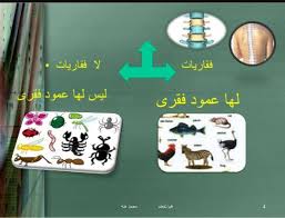 مجلة العلوم Posts Facebook