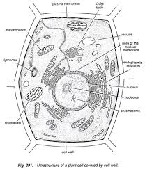 Structure Of Plant Cell With Diagram Botany