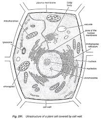 structure of plant cell with diagram botany