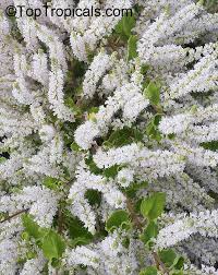 Image result for Tetradenia