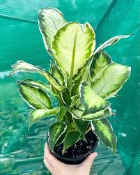 Image result for beautiful dieffenbachia