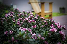 Synonyms daphne × transatlantica 'blafra' daphne 'eternal fragrance'. Star Of The Season Daphne