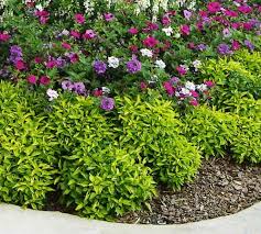 With several hundred species available, these plants offer quite a bit of diversity. Page Not Found Plants Annual Plants Josephs Coat