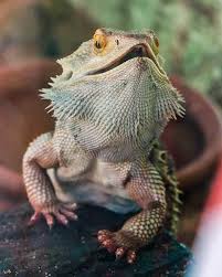 The petsway staff is here to serve you and your pet family with quality brands of pet food, pet supplies and grooming services. Exotic Pet Store Nearly Triples In Size At New Location In Centralia The Daily Chronicle