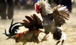 Penggemar sabung ayam dari vietnam yang menetap di amerika serikat juga telah menyebarkan ayam aduan asli asal vietnam ini dengan membawanya kesana. Ayam Sabung Bunuh Tuan Di India Utusan Digital