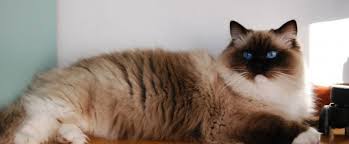 Harga kucing himalaya di pasaran. 15 Baka Kucing Comel Yang Anda Patut Tahu Fanatik Kucing