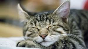 By doing so you will enhance the possibility of more complete answer. What Do Animals Dream About Bbc Future