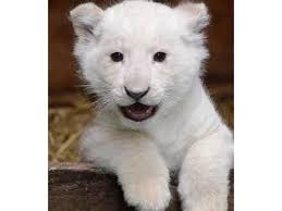 It's free to post an ad. Cheetah Cubs Lion Cubs Tiger Cubs For Sale Rak Dubai Classifieds