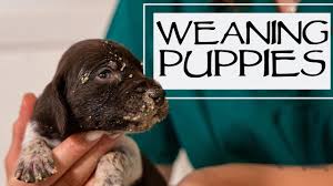Each puppy will wean on an individual schedule. Puppy Mush For Newborn Puppies Week 3 Check In Youtube