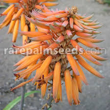 Image result for Aloe munchii