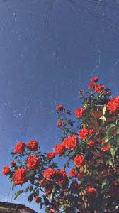 Tons of awesome red rose aesthetic wallpapers to download for free. Roses Aesthetic And Red Roses Image 7907352 On Favim Com