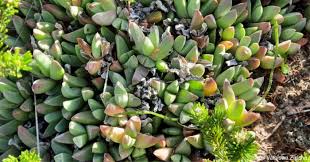 Image result for Schoenoxiphium lehmannii