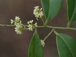 Image result for Embelia ruminata