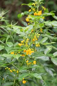 Image result for Senna sophera