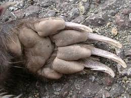 Google Image Result For Http Dirttime Ws Photos Im002521 Jpg Wolverine Animal Animals Wolverine