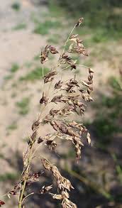 Image result for Panicum schinzii