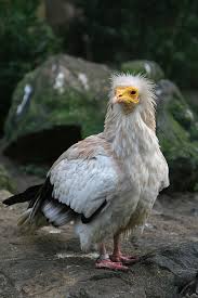 The egyptian vulture was also considered to be a good bird in india. Egyptian Vulture Animal Database Fandom