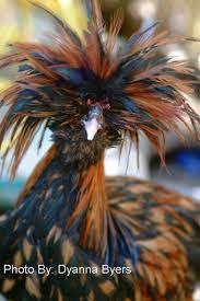 Check spelling or type a new query. Murray Mcmurray Hatchery Golden Polish