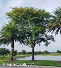 It was recently assigned to the informal monophyletic pterocarpus clade within the dalbergieae. Tipuana Tipu Tipuana Speciosa Machaerium Tipu Machaerium Fertile Yellow Jacaranda Rosewood Tipu Tree Pride Of Bolivia Racehorse Tree Yellow Jacaranda Mtipia Toptropicals Com